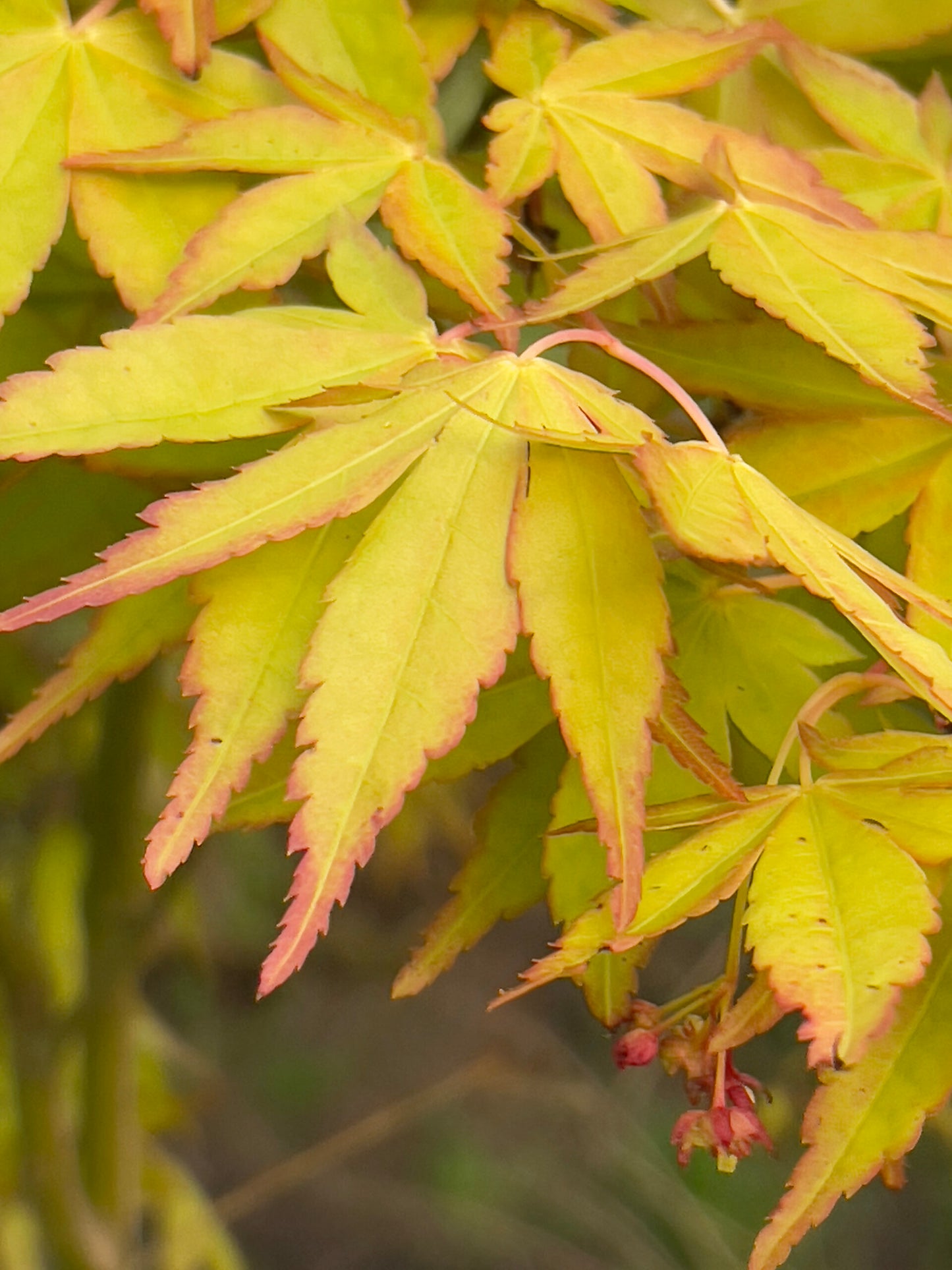 Acer palmatum Sode Nishiki