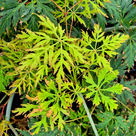 Acer japonicum Falling Flames
