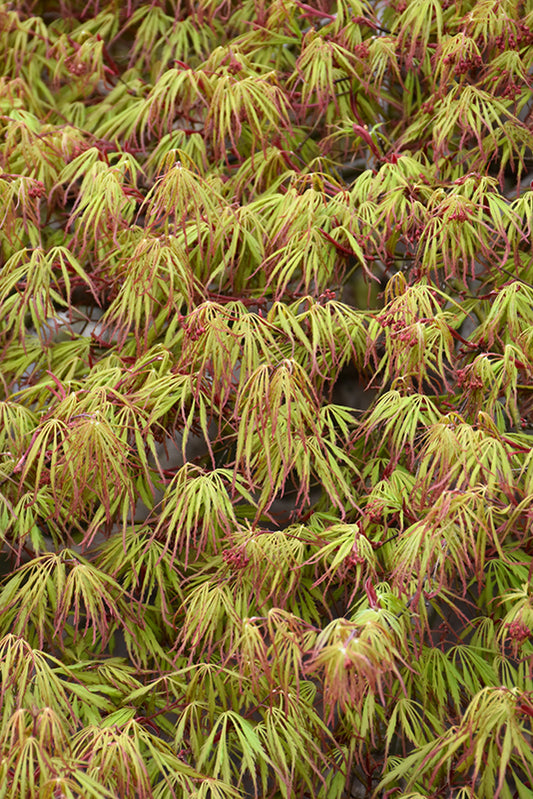 Acer palmatum Spring Delight