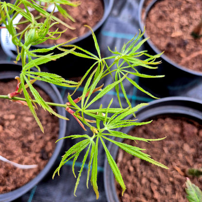Acer palmatum Spring Delight