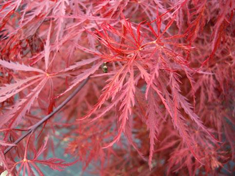 Acer palmatum Stella Rossa