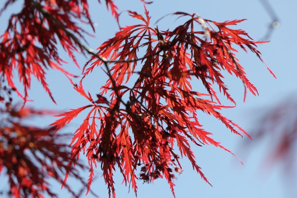 Acer palmatum Stella Rossa