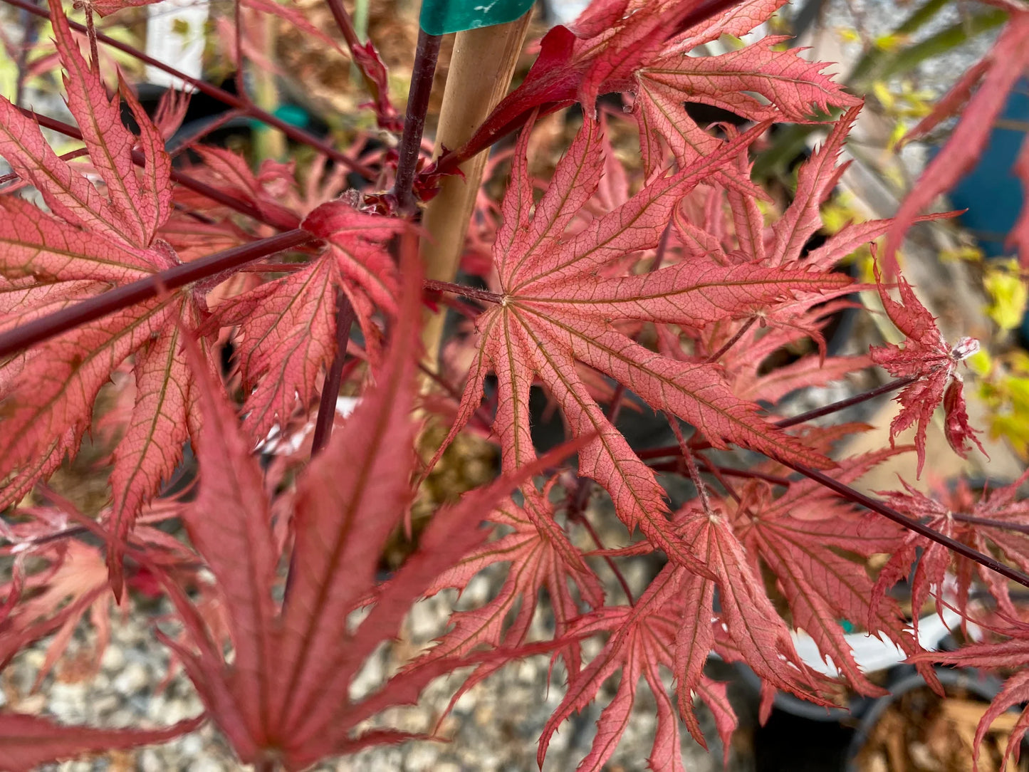 Acer palmatum Strawberry Spring