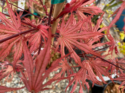 Acer palmatum Strawberry Spring