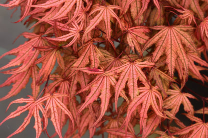 Acer palmatum Strawberry Spring