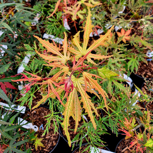 Acer palmatum Strawberry Spring