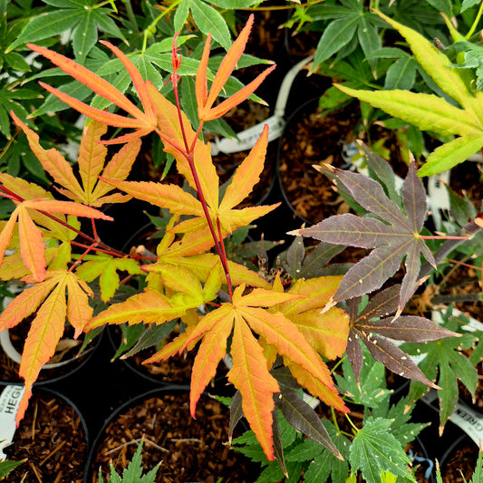 Acer palmatum Takatori