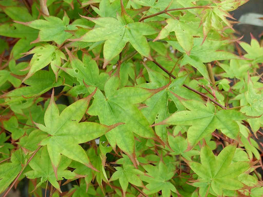 Acer palmatum Tana