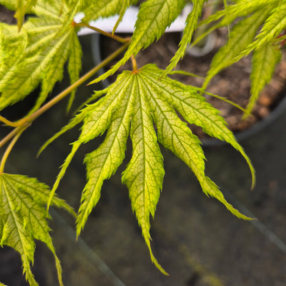 Acer palmatum Tiger Rose