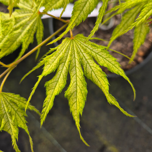 Acer palmatum Tiger Rose