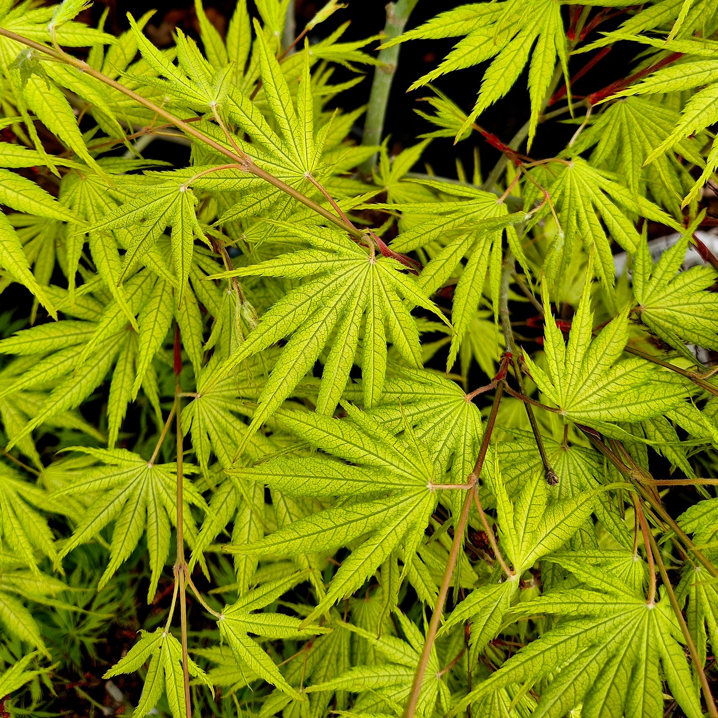 Acer palmatum Tiger Rose