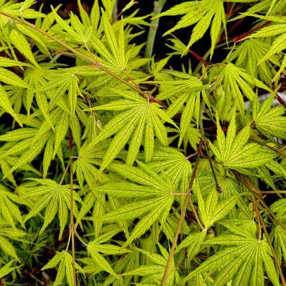 Acer palmatum Tiger Rose