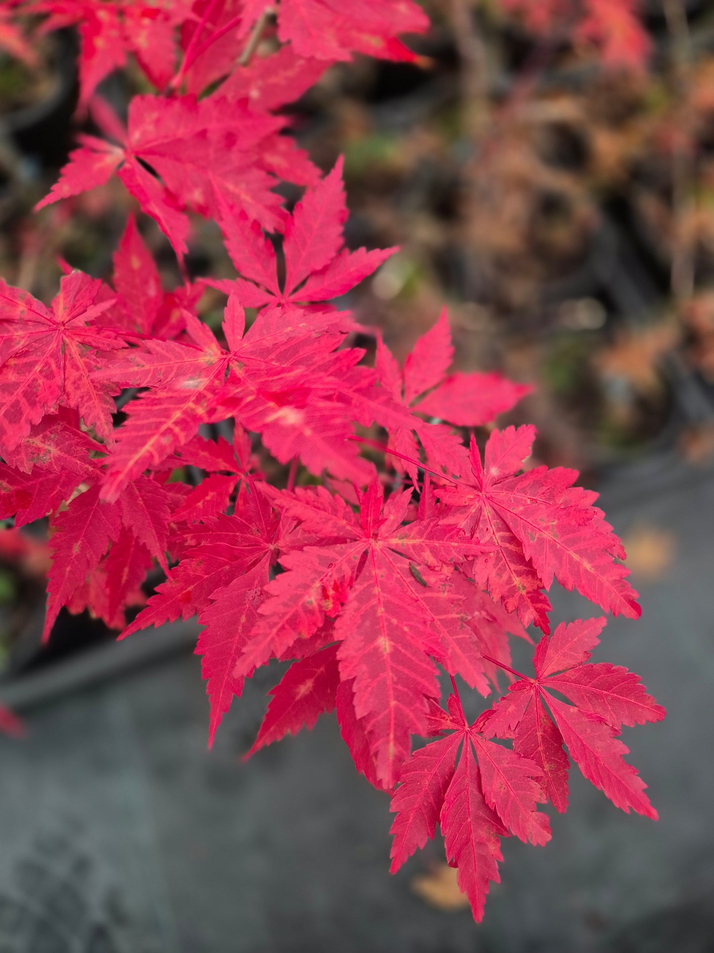 Acer palmatum Trompenburg