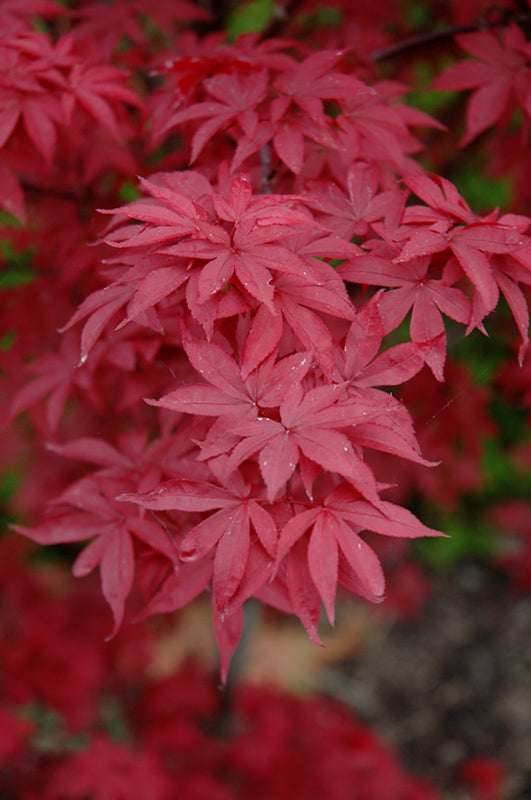 Acer palmatum Twombly's Red Sentinel