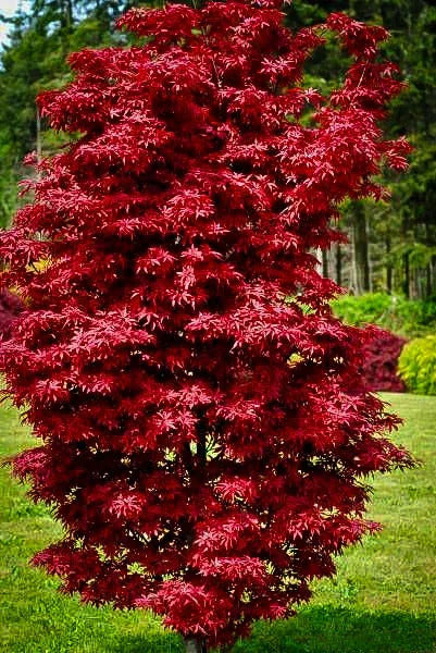 Acer palmatum Twombly's Red Sentinel