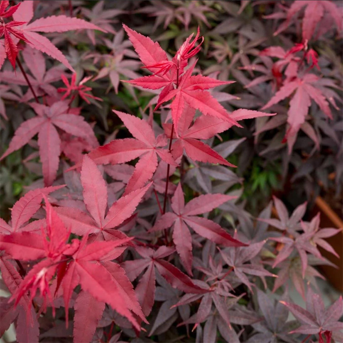 Acer palmatum Twombly's Red Sentinel