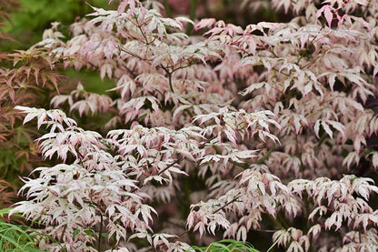 Acer palmatum Ukigumo