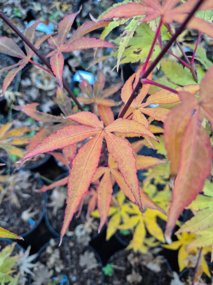 Acer palmatum Ukigumo