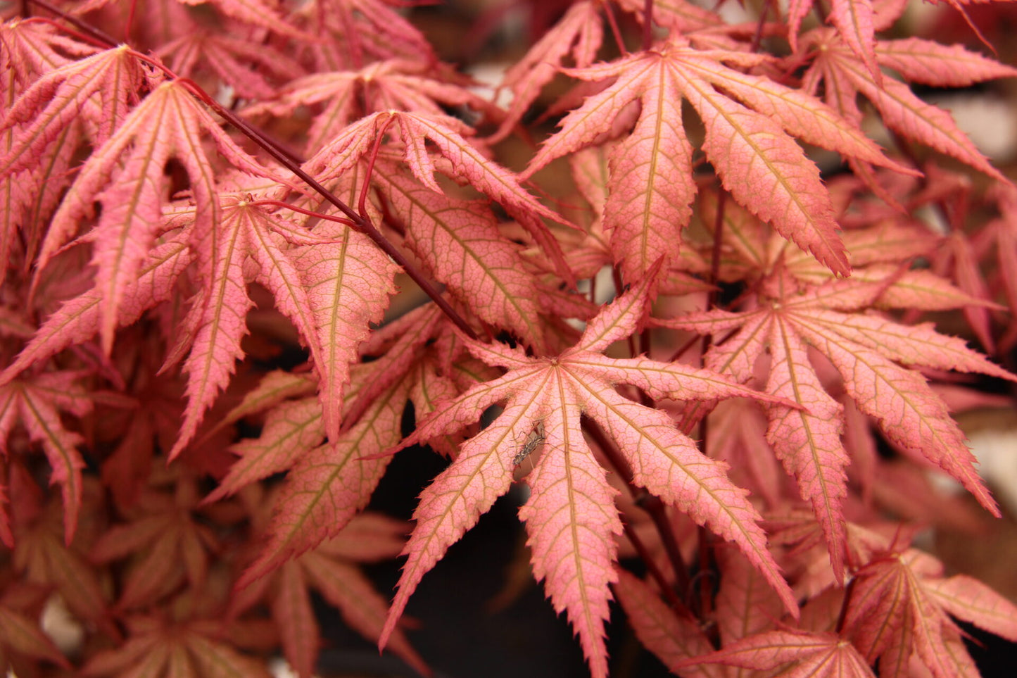 Acer palmatum Uncle Ghost