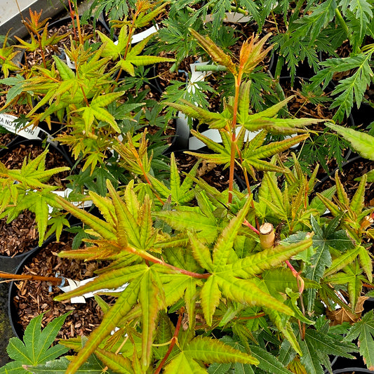 Acer palmatum Van Der Maat Red