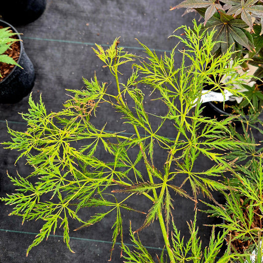Acer palmatum Ventura