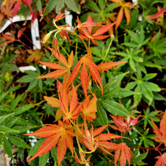 Acer palmatum Verkade's Winter Gold