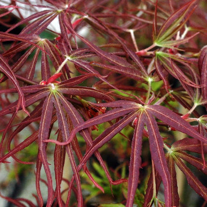 Acer palmatum Villa Taranto