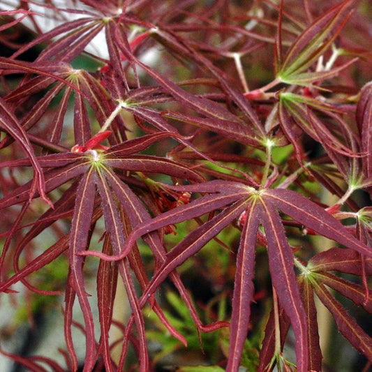 Acer palmatum Villa Taranto