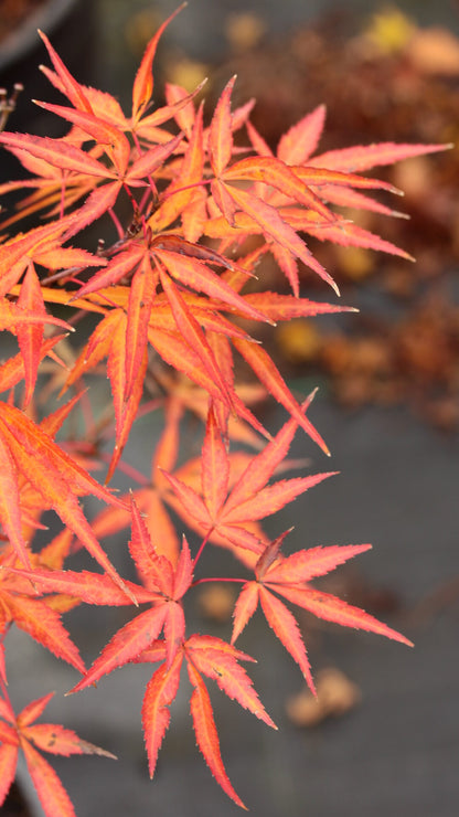 Acer palmatum Villa Taranto