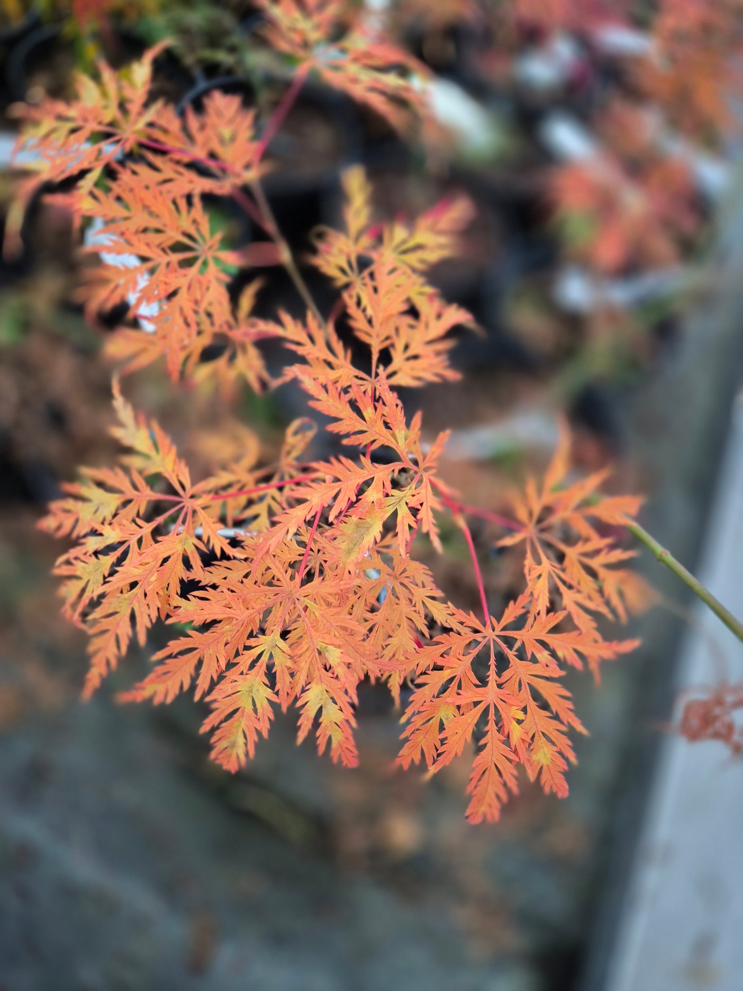 Acer palmatum Dissectum Viridis