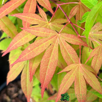 Acer palmatum Westonbirt Red