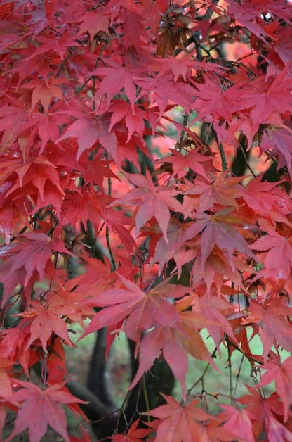 Acer palmatum Westonbirt Red