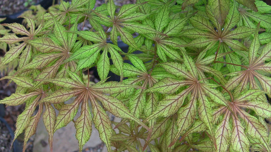 Acer palmatum Will's Devine