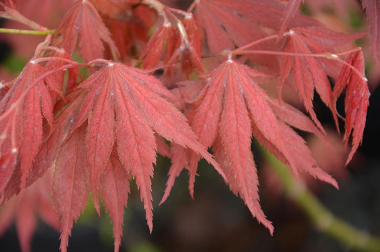 Acer palmatum Will's Devine