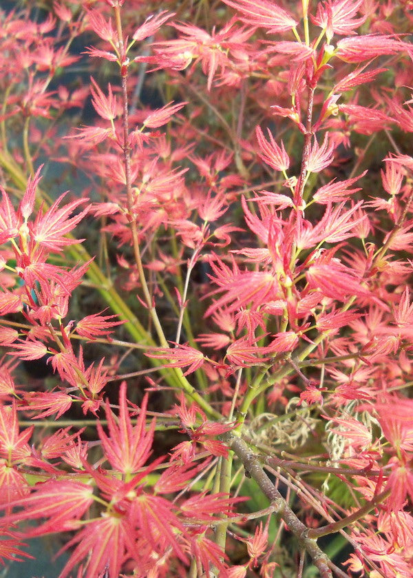 Acer palmatum Wilson's Pink Dwarf