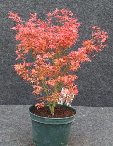 Acer palmatum Wilson's Pink Dwarf