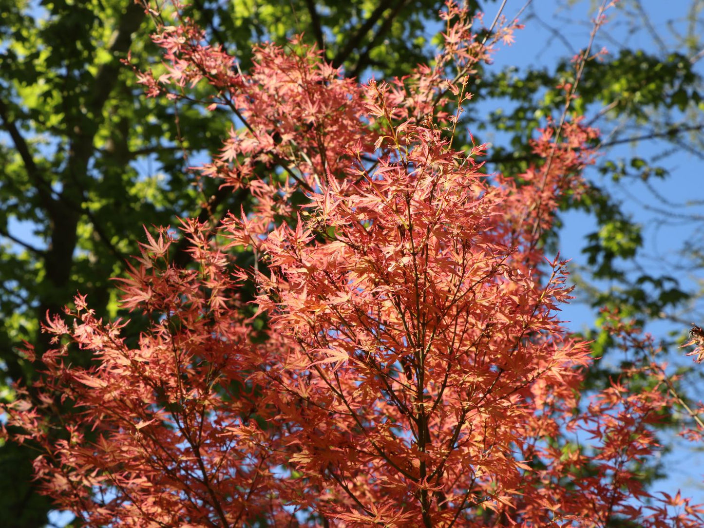 Acer palmatum Wilson's Pink Dwarf