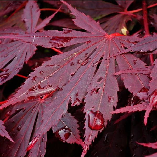 Acer shirasawanum Yasemin