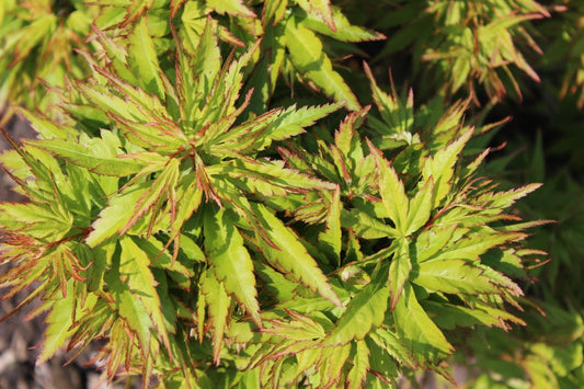 Acer palmatum Zoe