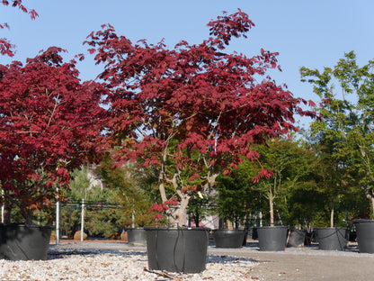 Acer japonicum Aconitifolium