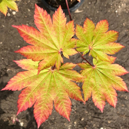 Acer japonicum Vitifolium