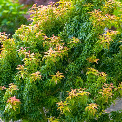 Acer palmatum Kotohime