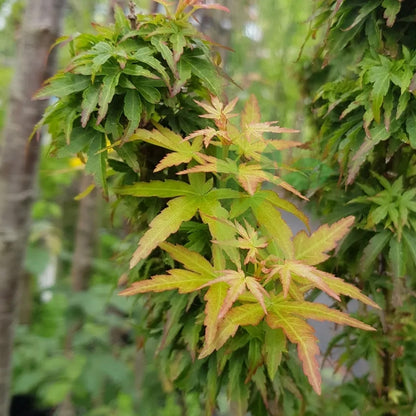 Acer palmatum Kotohime