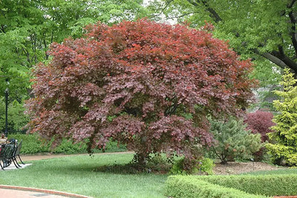 Acer palmatum Trompenburg