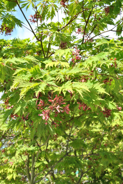 Acer japonicum Aconitifolium