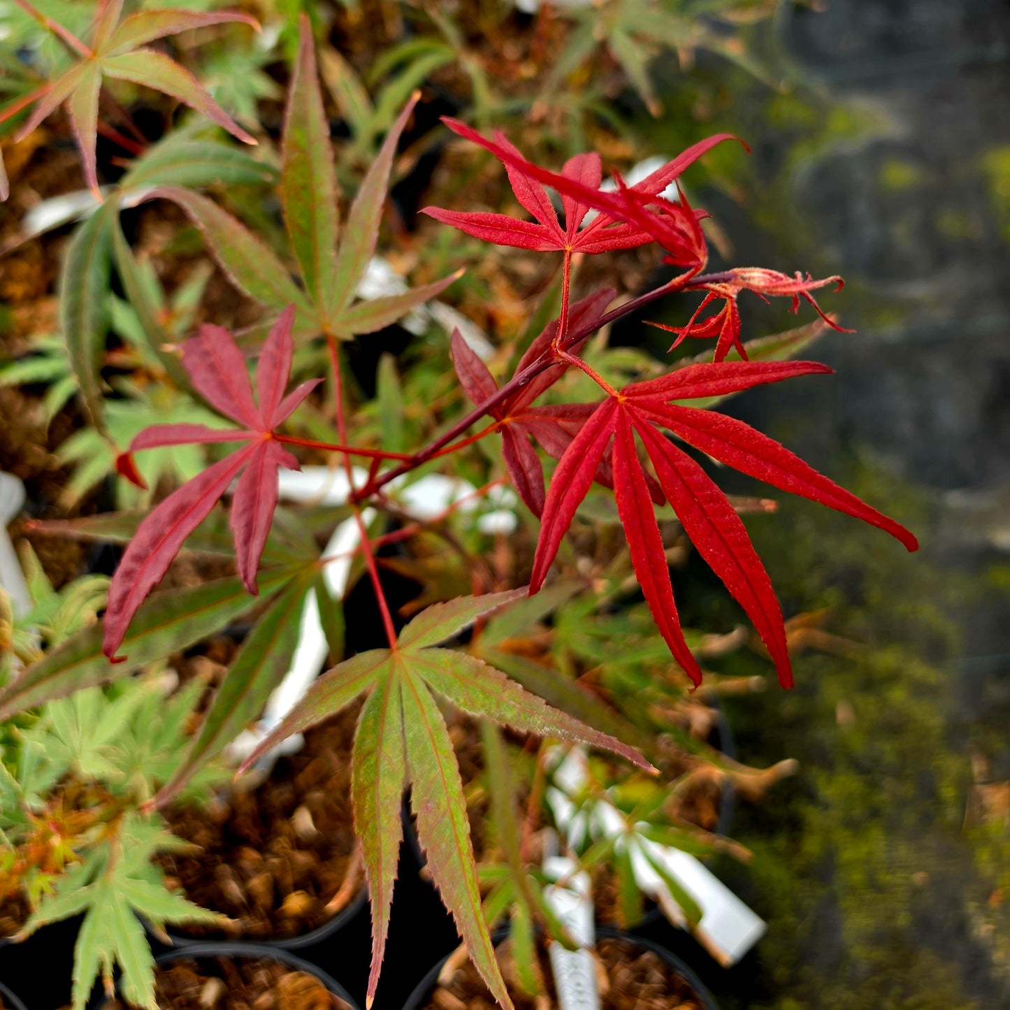 Acer palmatum Aka-Hosada