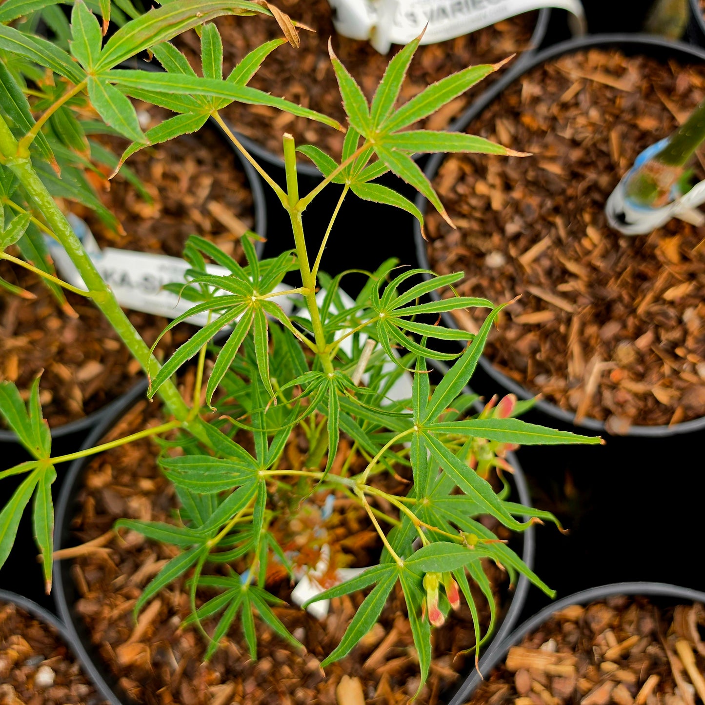 Acer palmatum Aka-shime-no-uchi