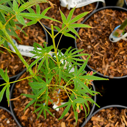 Acer palmatum Aka-shime-no-uchi