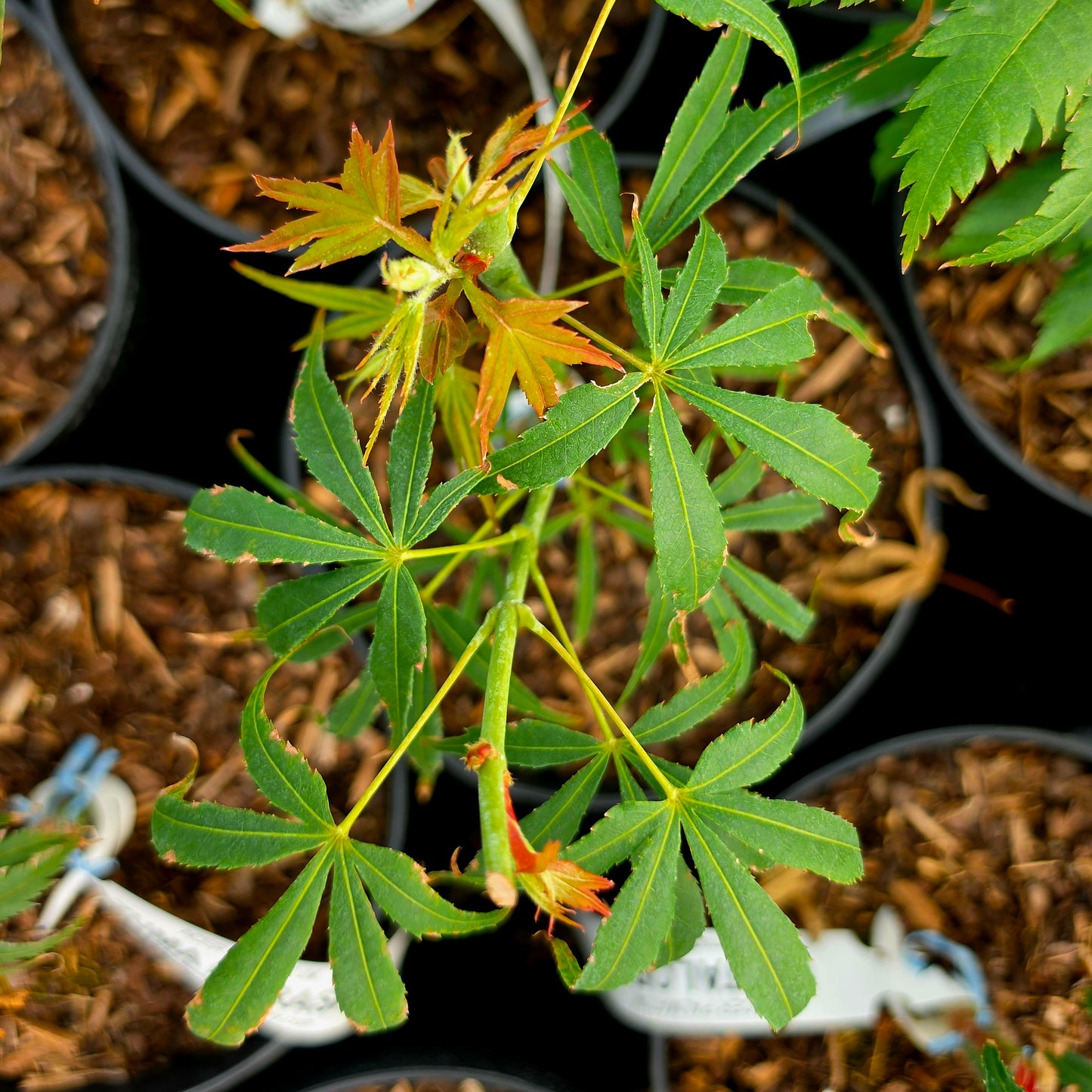 Acer palmatum Aka-shime-no-uchi