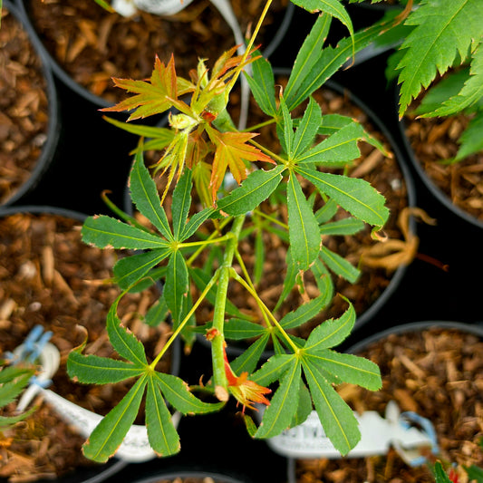 Acer palmatum Aka-shime-no-uchi